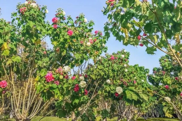 芙蓉花有什么花语,代表纯洁、富贵吉祥等含义