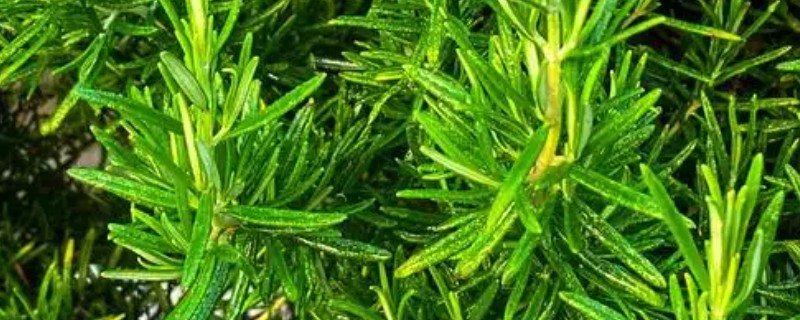迷迭香的叶子能不能喷水，天气干旱时可以喷水增湿