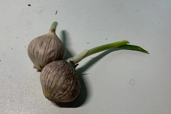 怎么种出独蒜种子，早播有相当高的独蒜率