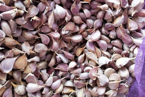 怎么种出独蒜种子，早播有相当高的独蒜率