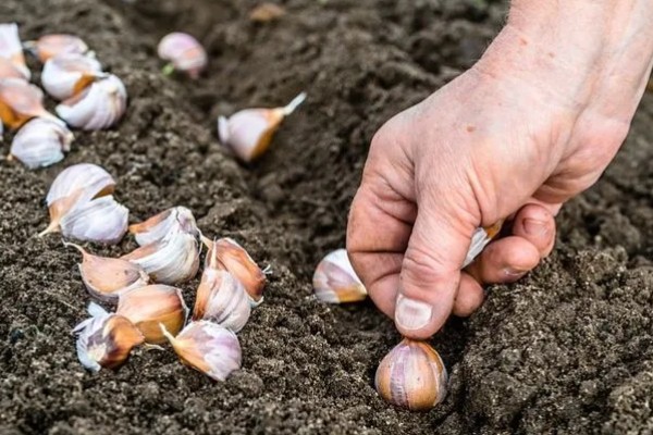 怎么种出独蒜种子，早播有相当高的独蒜率