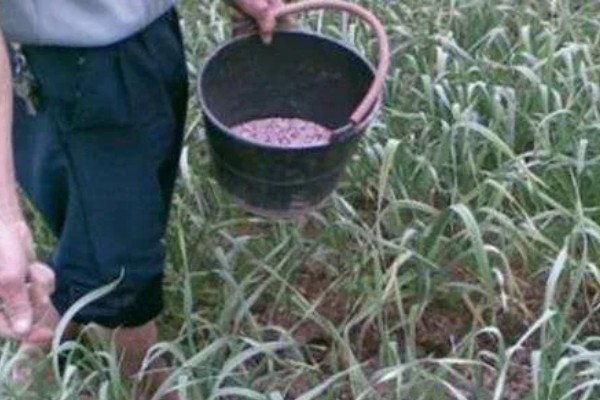 怎么种出独蒜种子，早播有相当高的独蒜率