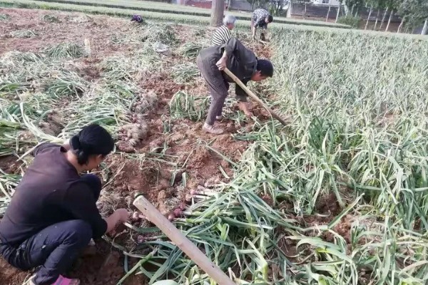 怎么种出独蒜种子，早播有相当高的独蒜率