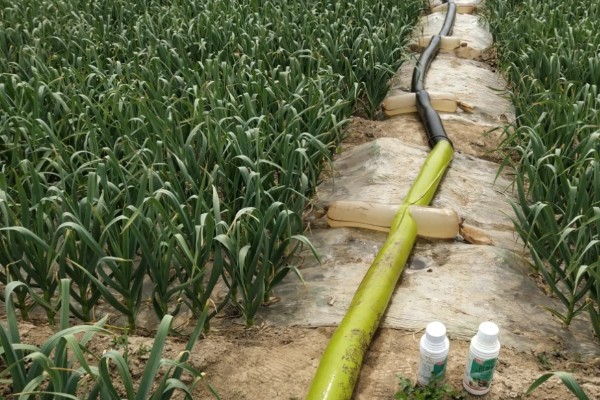 怎么种出独蒜种子，早播有相当高的独蒜率