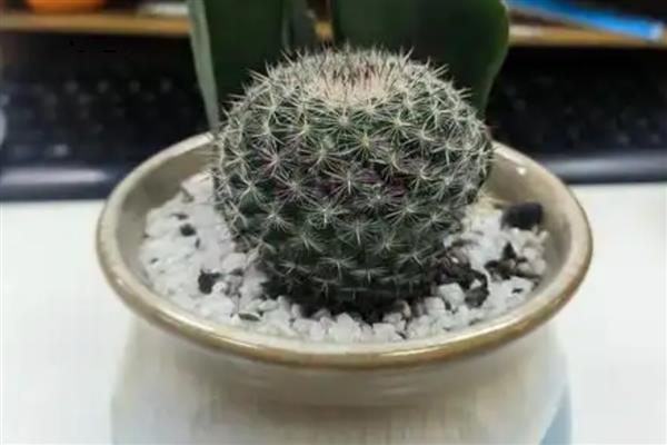 仙人球有什么作用,可以观赏、食用、净化空气