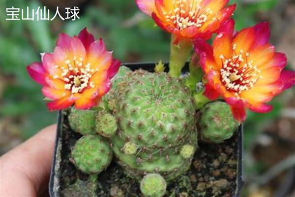 仙人球有什么作用,可以观赏、食用、净化空气