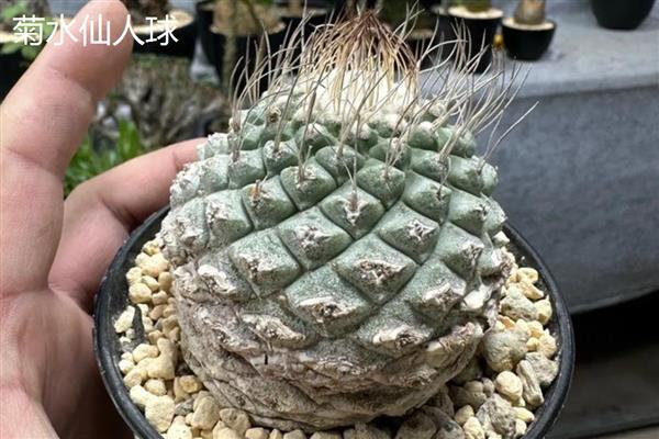 仙人球有什么作用,可以观赏、食用、净化空气