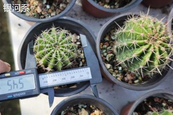 仙人球有什么作用,可以观赏、食用、净化空气