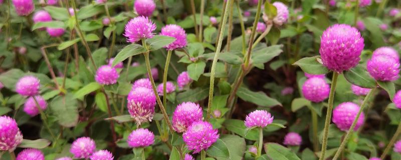 五六月适合种植哪些花,推荐千日红、波斯菊等