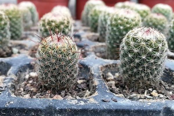 仙人球有什么作用,可以观赏、食用、净化空气