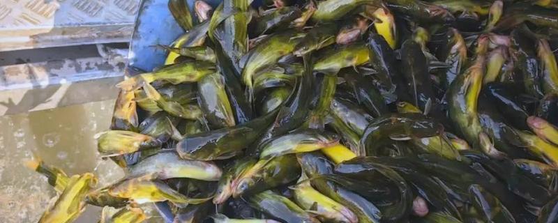 黄骨鱼的养殖技术，放养鱼种前要用生石灰清塘消毒