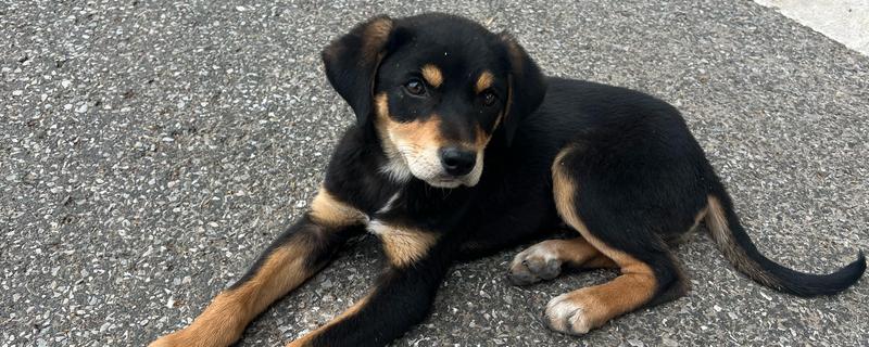 狗狗为什么大便不成型，可能是感染病毒或体内寄生虫所致