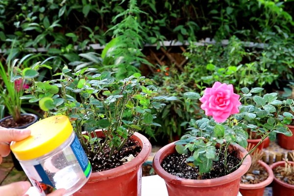 月季什么时候施肥,春冬季节是适宜时期