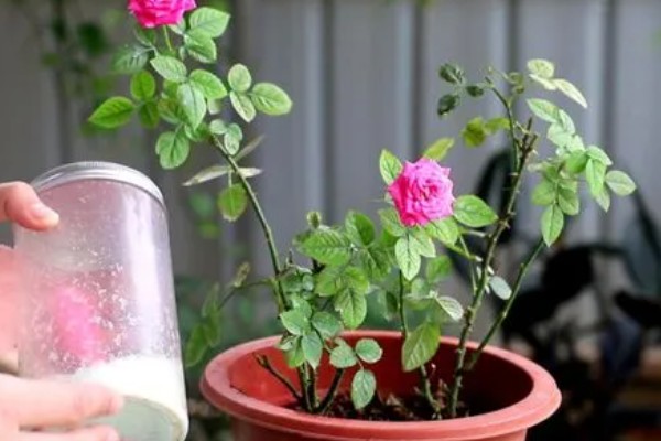 月季什么时候施肥,春冬季节是适宜时期