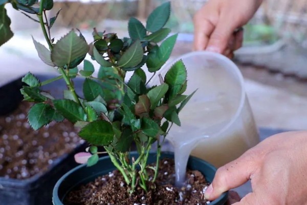 月季什么时候施肥,春冬季节是适宜时期