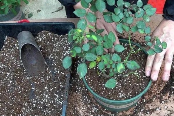 月季什么时候施肥,春冬季节是适宜时期