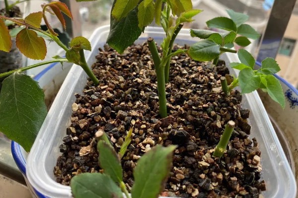 月季什么时候施肥,春冬季节是适宜时期