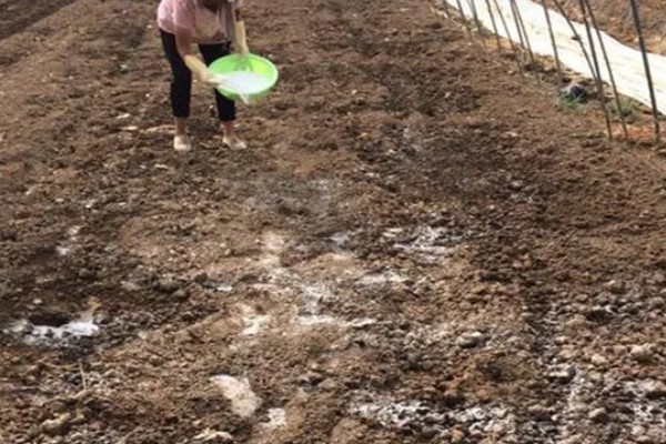 七彩辣椒的种植方法，3月份下旬进行育苗