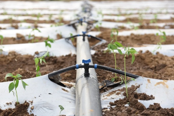 七彩辣椒的种植方法，3月份下旬进行育苗