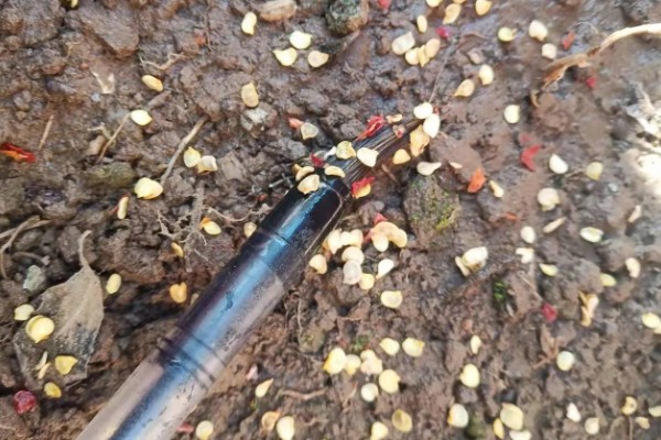 七彩辣椒的种植方法，3月份下旬进行育苗