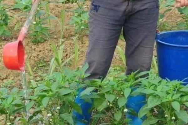 七彩辣椒的种植方法，3月份下旬进行育苗