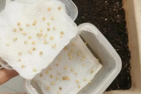 七彩辣椒的种植方法，3月份下旬进行育苗