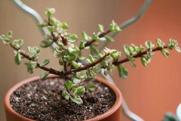 雅乐之舞可以养多久,好好养护能养很久