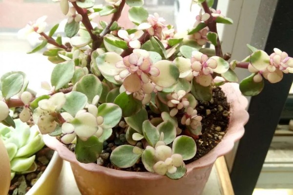 雅乐之舞可以养多久,好好养护能养很久