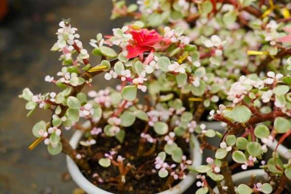 雅乐之舞可以养多久,好好养护能养很久