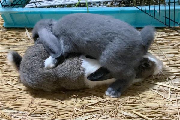 提高公兔配种能力的方法，壮年公兔一天交配2-3次