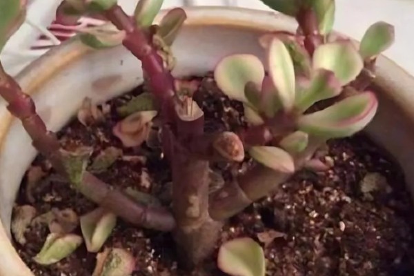 雅乐之舞可以养多久,好好养护能养很久