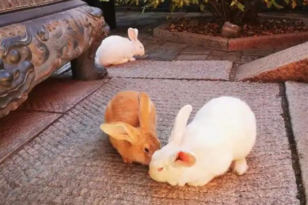 提高公兔配种能力的方法，壮年公兔一天交配2-3次