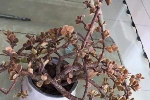 雅乐之舞可以养多久,好好养护能养很久