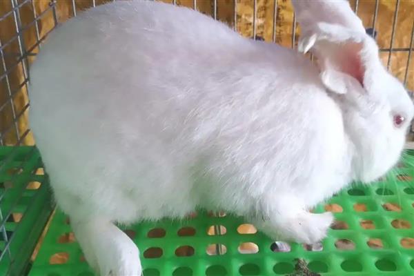 提高公兔配种能力的方法，壮年公兔一天交配2-3次