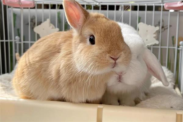 提高公兔配种能力的方法，壮年公兔一天交配2-3次
