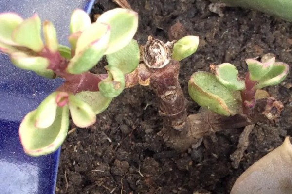 雅乐之舞可以养多久,好好养护能养很久