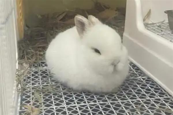提高公兔配种能力的方法，壮年公兔一天交配2-3次