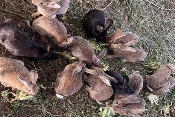 提高公兔配种能力的方法，壮年公兔一天交配2-3次