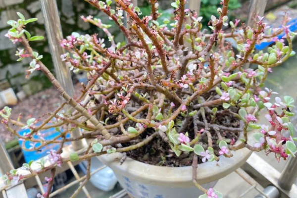 雅乐之舞可以养多久,好好养护能养很久