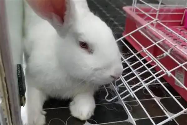 提高公兔配种能力的方法，壮年公兔一天交配2-3次