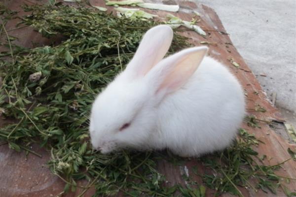 提高公兔配种能力的方法，壮年公兔一天交配2-3次