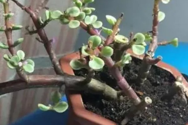 雅乐之舞可以养多久,好好养护能养很久