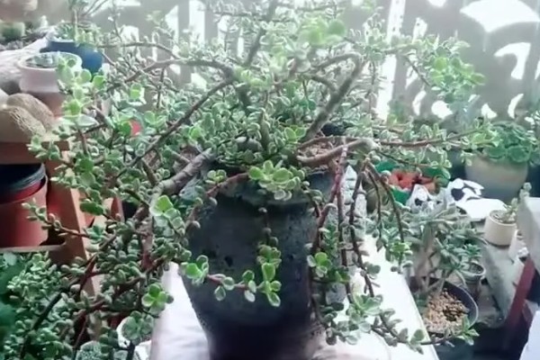 雅乐之舞可以养多久,好好养护能养很久