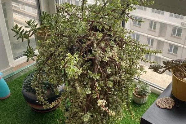 雅乐之舞可以养多久,好好养护能养很久