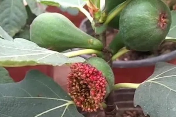 无花果有没有花，是一种有花植物