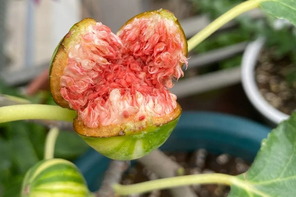 无花果有没有花，是一种有花植物