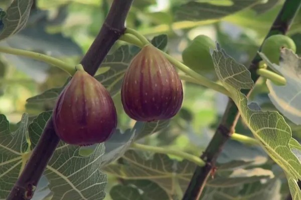 无花果有没有花，是一种有花植物