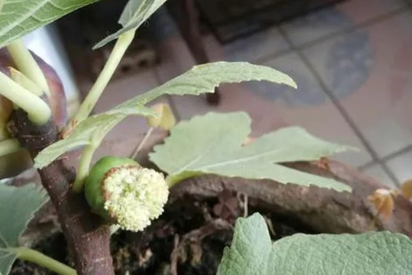 无花果有没有花，是一种有花植物