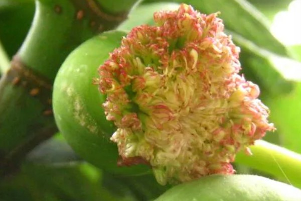 无花果有没有花，是一种有花植物