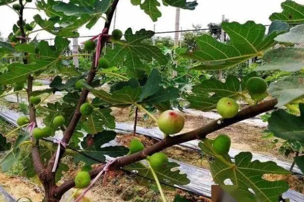 无花果有没有花，是一种有花植物